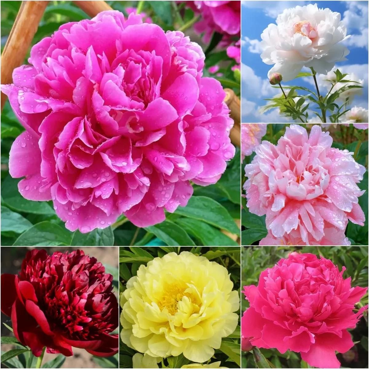 Peony Artificial Flowers Pack of 20 Pieces