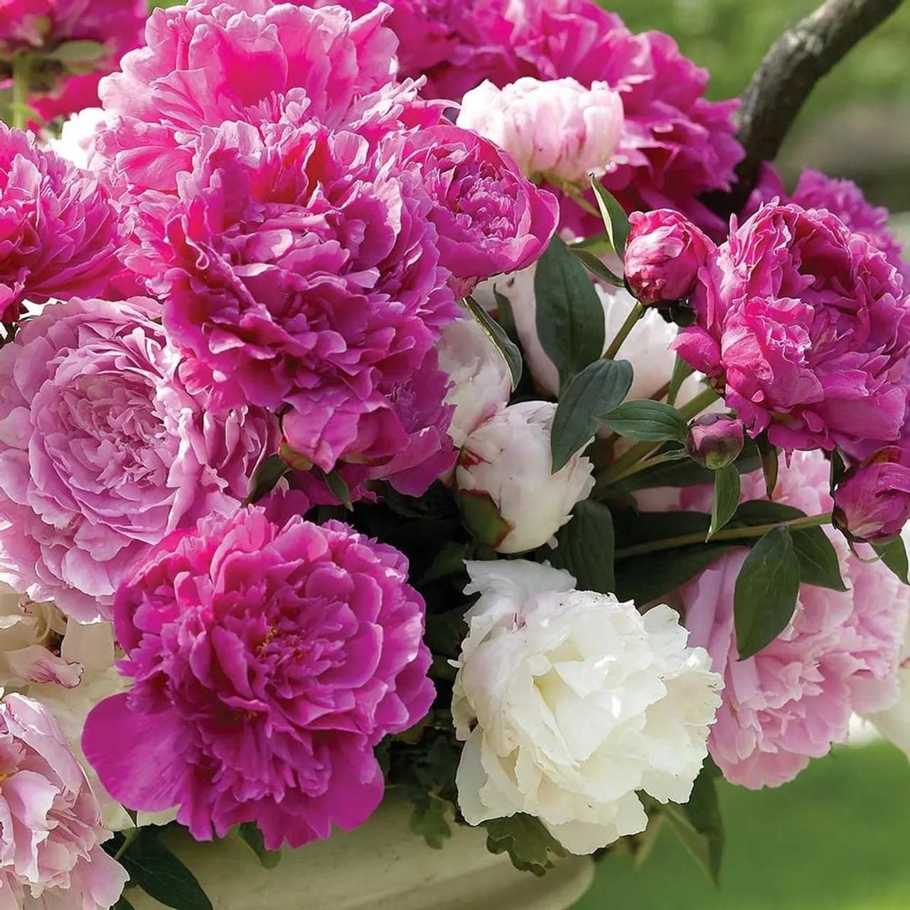 Peony Artificial Flowers Pack of 20 Pieces