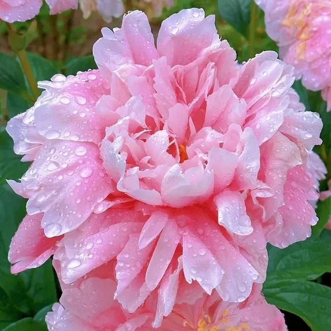 Peony Artificial Flowers Pack of 20 Pieces