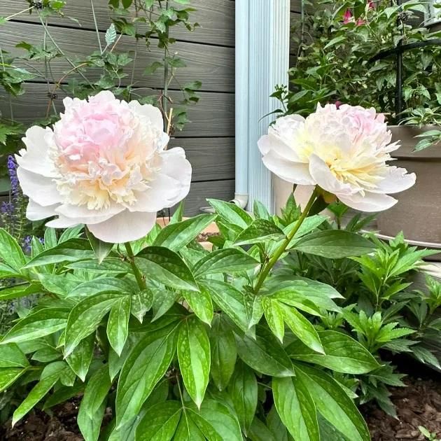 Peony Artificial Flowers Pack of 20 Pieces